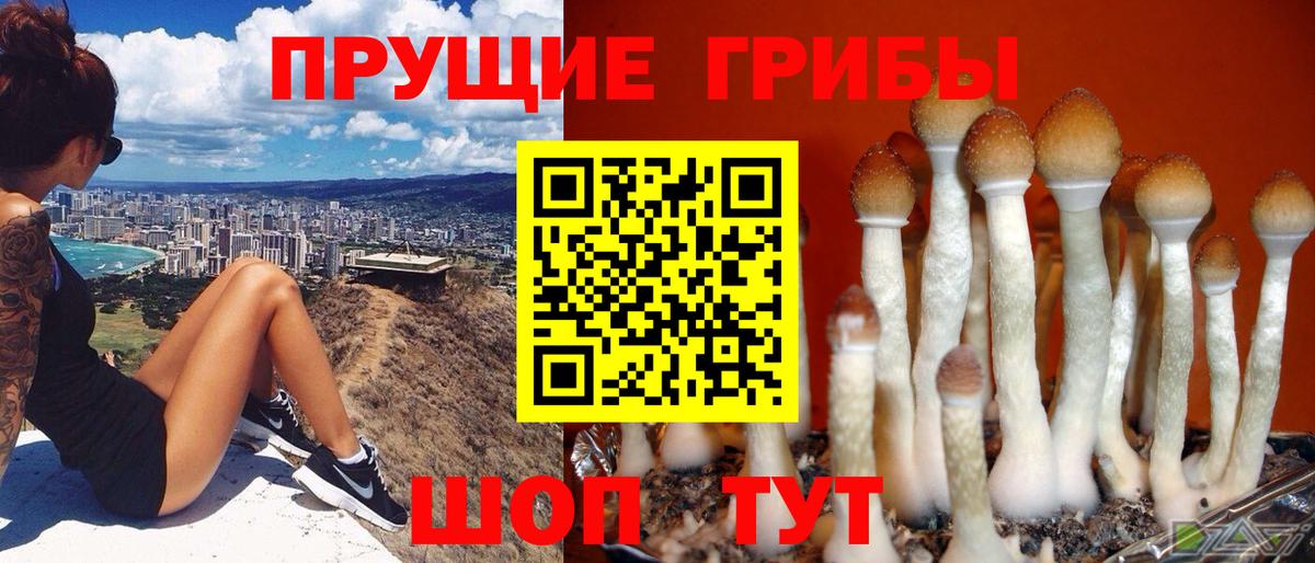 Галлюциногенные грибы Psilocybe  Вход с VPN  Качканар 